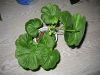 Лот: 2575553. Фото: 2. Пеларгония Томара, цветет. Комнатные растения и уход