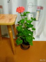 Лот: 9821849. Фото: 2. пеларгония- герань взрослая цветущая. Комнатные растения и уход