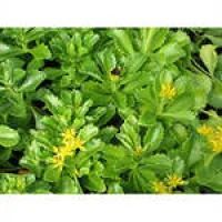 Лот: 4217024. Фото: 4. почвопокровные седумы: зверса... Красноярск