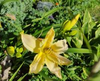 Лот: 25620310. Фото: 2. Лилейник желтый. Семена, рассада, садовые растения