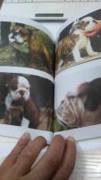 Лот: 9974332. Фото: 2. Книга. Английский бульдог. О.В... Животные и уход