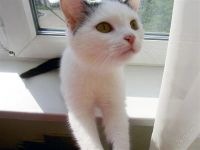 Лот: 1900059. Фото: 2. Кошка ищет дом. Прививки все есть... Животные и уход