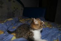 Лот: 2215980. Фото: 3. шотландский клубный котенок. Растения и животные