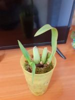 Лот: 19302617. Фото: 3. Орхидея онцидиум твинк. Растения и животные