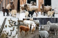 Лот: 13401115. Фото: 2. Молодые овечки - Ярочки от 2,5... Животные и уход