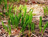 Лот: 5483619. Фото: 2. Черемша лесная не тепличная! из... Продукты