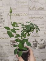 Лот: 17848630. Фото: 3. Роза Карусель. Растения и животные