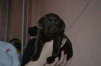 Лот: 9443161. Фото: 2. Шоколадные лабрадоры. Животные и уход