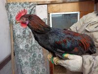 Лот: 18909915. Фото: 3. Петух. Растения и животные