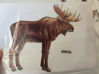 Лот: 23493398. Фото: 7. Развивающие карточки для детей