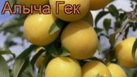 Лот: 15943492. Фото: 2. саженцы алычи обыкновенной. Семена, рассада, садовые растения
