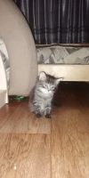 Лот: 15077409. Фото: 2. Котята. Животные и уход