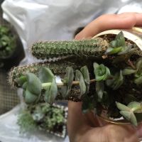 Лот: 13987038. Фото: 2. Суккулент горшок на выбор. Комнатные растения и уход