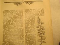 Лот: 11097430. Фото: 3. Энциклопедия по травам 1951г. Литература, книги