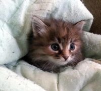 Лот: 11358399. Фото: 3. Кошечка 2 месяца. Растения и животные