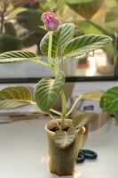 Лот: 3042969. Фото: 3. Глоксиния 7 (цветёт). Растения и животные