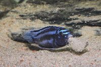 Лот: 16202657. Фото: 2. Меланохромис майнгано ( Melanochromis... Аквариумистика