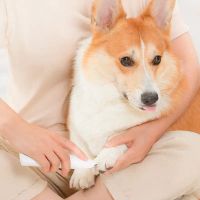 Лот: 22024583. Фото: 4. Машинка для стрижки PAWBBY Pet...