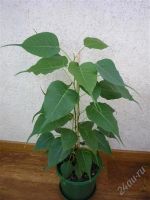 Лот: 978667. Фото: 2. Фикус религиозный Ficus religiosa. Комнатные растения и уход