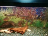 Лот: 9190923. Фото: 2. Рабки. Аквариумистика