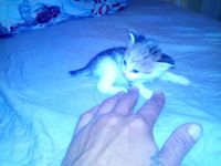 Лот: 16479028. Фото: 3. Котята курильского бобтейла. Растения и животные