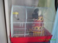 Лот: 1895854. Фото: 3. Крыс декоративный. Растения и животные