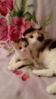 Лот: 10316200. Фото: 2. Котёнок. Животные и уход
