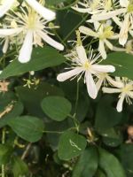Лот: 11167660. Фото: 4. Клематис Terniflora №10. Красноярск