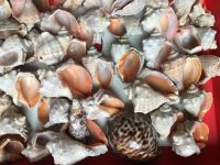 Лот: 19997043. Фото: 5. Рапаны, ракушки морские крупные...