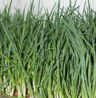 Лот: 6587438. Фото: 2. Свеже срезанный лук. Продукты