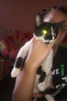 Лот: 1893090. Фото: 2. Котенок отдается... Черно-белый... Животные и уход