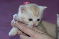 Лот: 5178832. Фото: 2. Котенок Шотландский Рыжик. Животные и уход