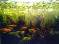 Лот: 6796880. Фото: 4. Пистия. Красноярск