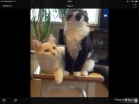 Лот: 5971841. Фото: 6. Симпатичный котята от британской...