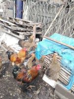 Лот: 9780822. Фото: 5. Продам кур и петухом породы Брама...