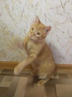 Лот: 7235020. Фото: 2. Котик Рыжик. Животные и уход