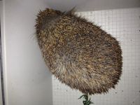 Лот: 3005915. Фото: 2. Ёжик. Животные и уход