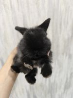 Лот: 25414814. Фото: 2. Минилоп чистокровный вислоухий... Животные и уход