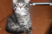 Лот: 4501891. Фото: 2. сибирский котёнок. обмен. Животные и уход
