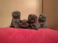 Лот: 10747344. Фото: 4. Шотландские голубые прямоухие... Красноярск