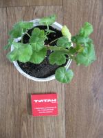 Лот: 10404105. Фото: 5. Пеларгония герань алая Hollywood...