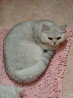 Лот: 10715130. Фото: 3. Продам британского котенка - девочка... Растения и животные