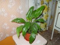 Лот: 895763. Фото: 2. спатифиллум. Комнатные растения и уход