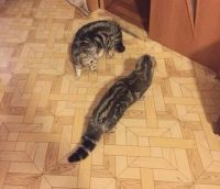 Лот: 6859303. Фото: 6. Шотландский котенок