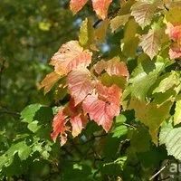 Лот: 8147928. Фото: 2. Клен Татарский (Acer tataricum... Семена, рассада, садовые растения