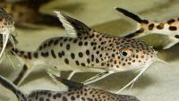 Лот: 16307305. Фото: 3. Синодонтис далматин (Synodontis... Растения и животные