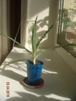 Лот: 6198217. Фото: 3. Алое древовидное, столетник. Растения и животные