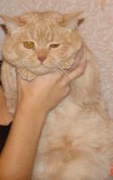 Лот: 3360178. Фото: 4. Продам шотландских прямоухих котят. Красноярск