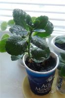 Лот: 2064807. Фото: 2. Каланхоэ. Комнатные растения и уход