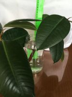 Лот: 25885649. Фото: 4. Фикус, крупные проросшие отростки... Красноярск